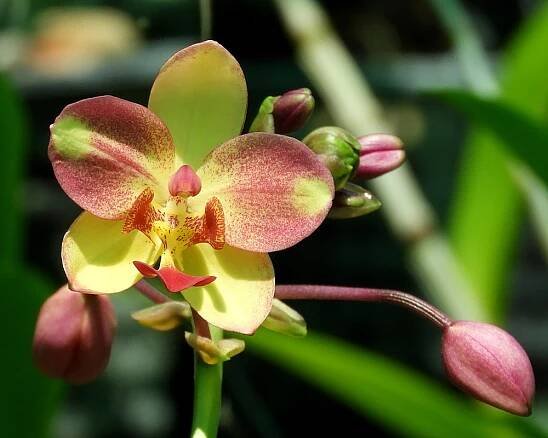 Spathoglottis