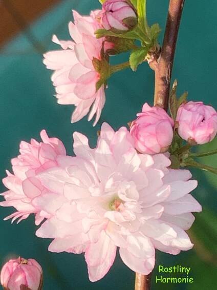 SAKURA 'ROSEA PLENA', 30-40 cm