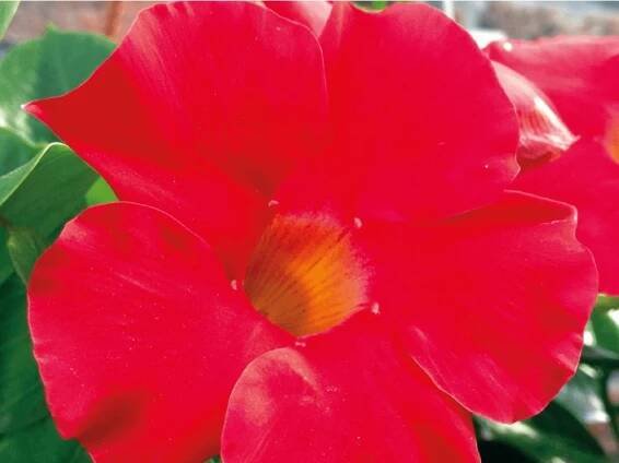 Mandevilla Sundevilla 'Early Scarlet'