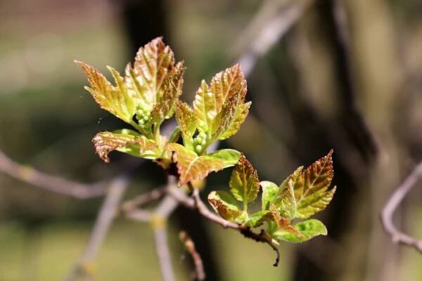 Javor ginnala (Acer ginnala)