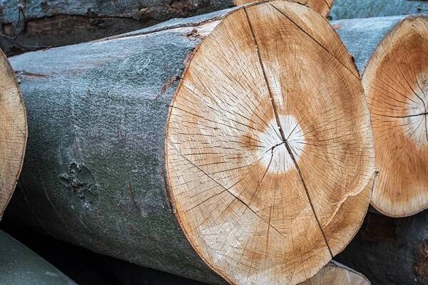 Nákup a prodej kulatiny - woodmark.cz