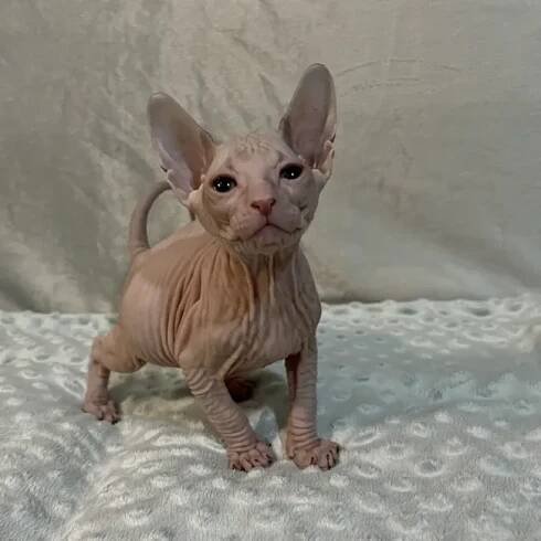 Cassandra - kočička plemene Donský Sphynx