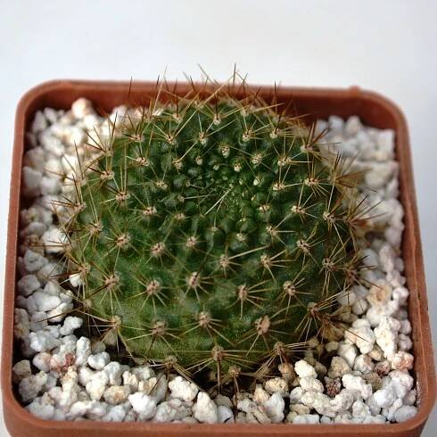 Rebutia violaciflora — Cactus-shop