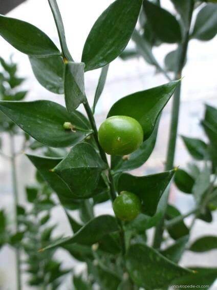 Listnatec ostnitý (Ruscus aculeatus)