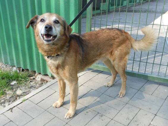 Psi k adopci z útulků, azylů a neziskových organizací