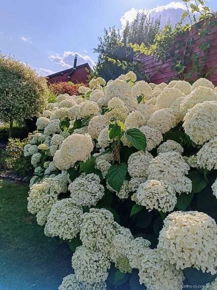 Hortenzie stromkovitá Annabelle (Hydrangea arborescens)