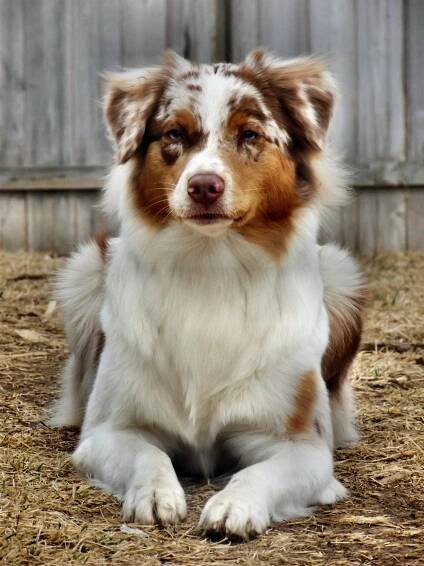 Red Merle White/Copper