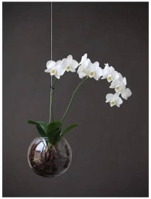 Aerárium na orchidej - Zahrada na niti