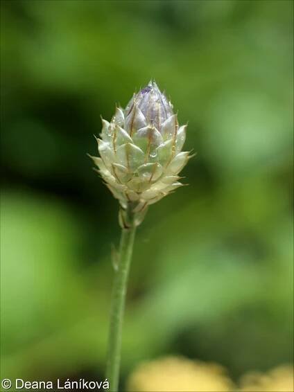 Catananche caerulea – poblekla modrá