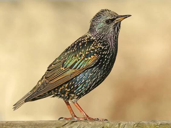 Nonbreeding adult/immature - ML303929131