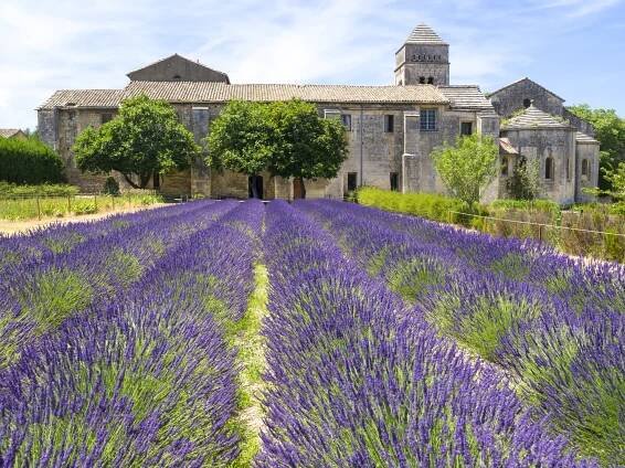 fialová květinová pole ve čtvrti st paul de mausole asyulm - saint rémy de provence - stock snímky, obrázky a fotky