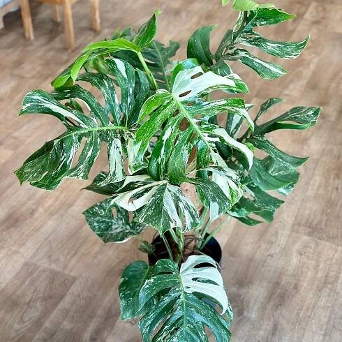 Monstera deliciosa ‘Albo-Variegata’ na tyči