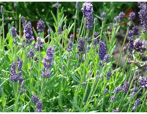Levandule Hidcote Blue průměr květináče cca 13 cm nakoupit u OBI