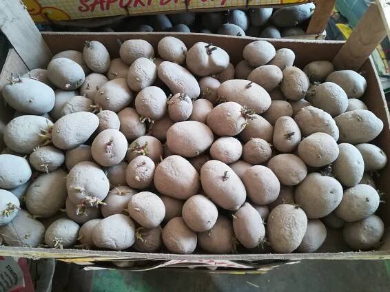 Prodám přebytky sadbových brambor. Bellarosa (velice chutné a odolné), cena 12,- /kg. - InzerceTrinec.cz