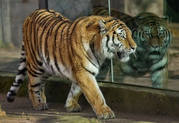 Opilého pracovníka zooparku na Mělnicku pokousal tygr, muž přišel o prsty