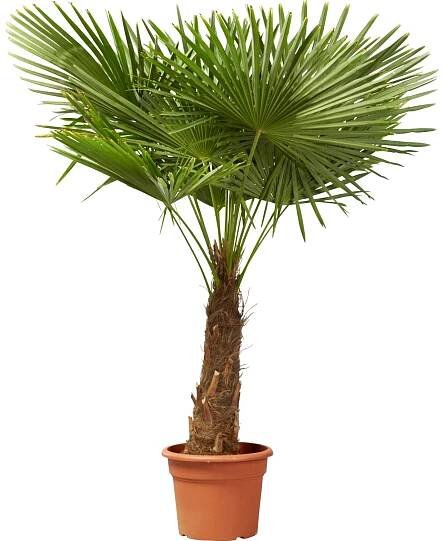 OBI Konopná palma výška cca 100 cm, květináč cca 20 l