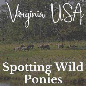Spotting Wild Ponies in Virginia USA
