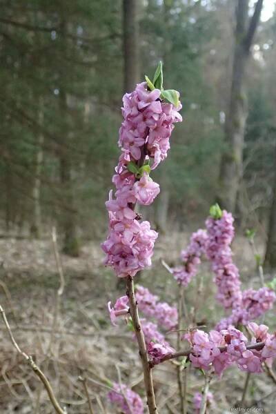 Lýkovec jedovatý (Daphne mezereum)