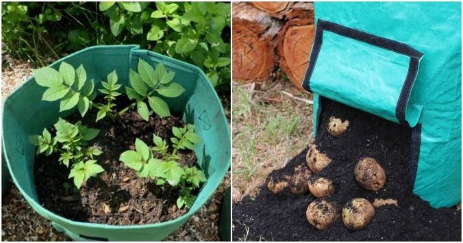 Brambory můžete pěstovat i v pytli na balkoně. Stačí dodržet jednoduchý postup a sklidíte překvapivě velkou úrodu