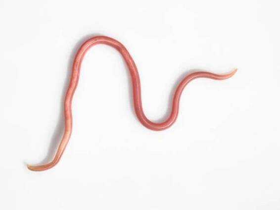 ascaris lumbricoides - roupi - stock snímky, obrázky a fotky