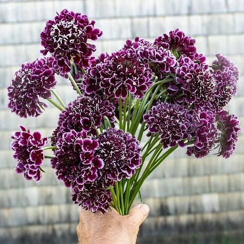 Scabiosa 'FOCAL SCOOP™ Purple Lace' plants