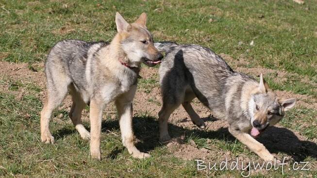 1. sraz A-Buddywolf - Buddywolf