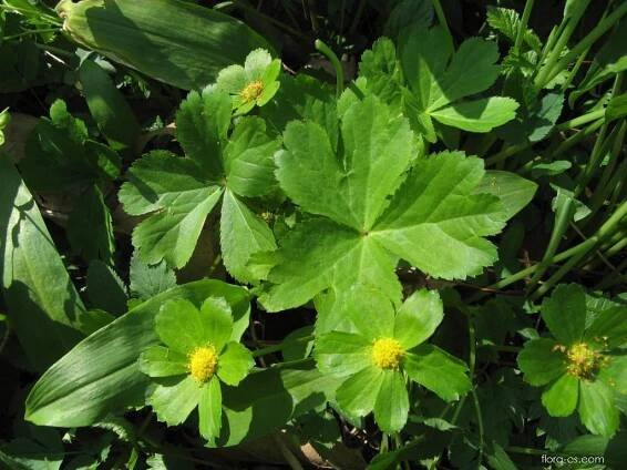 Hvězdnatec zubatý (Hacquetia epipactis)