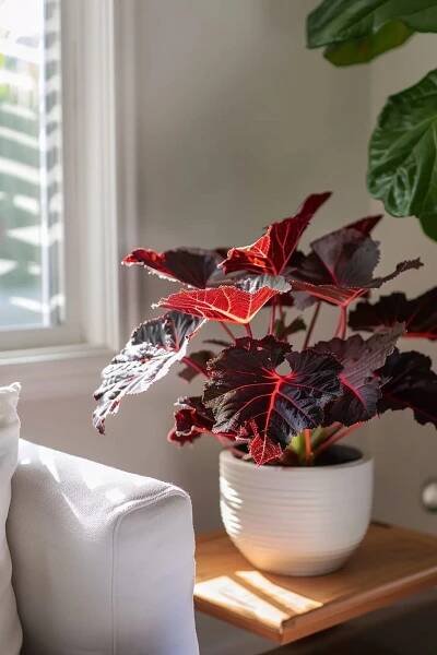 15 Vibrant Indoor Plants With Red Leaves To Bring A Pop Of Color