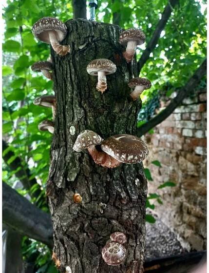Shiikmen S, 30 cm - Shiitake z dubu