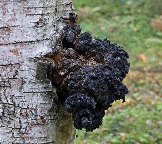 houba chaga