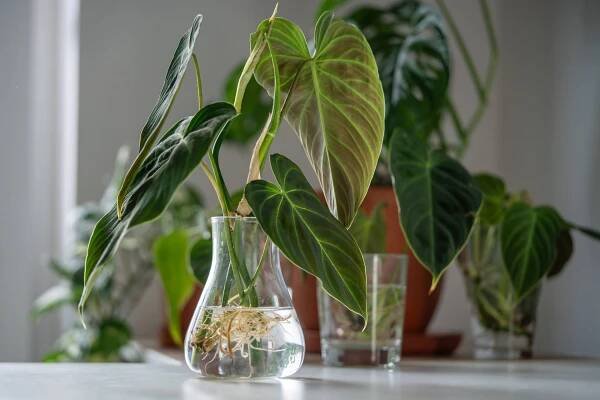 Překvapivé filodendrony - Florenium