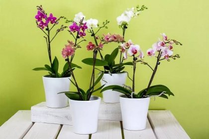 orchidej péče