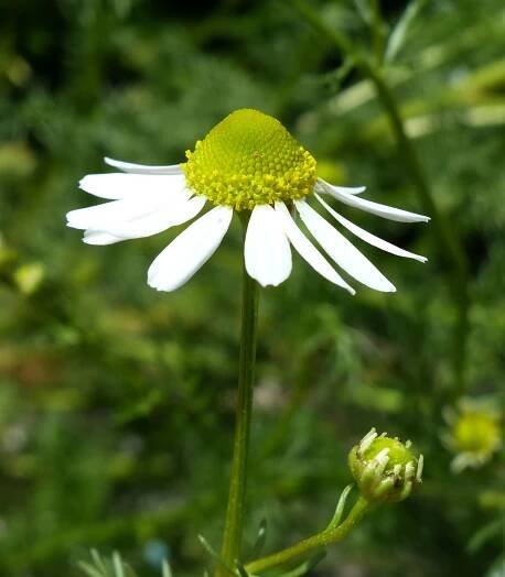 Matricaria chamomilla L. - Portale della Flora d'Italia / Portal to the Flora of Italy
