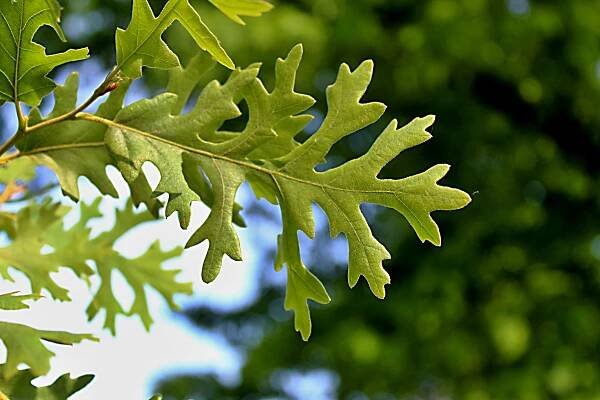 Quercus cerris ´Laciniata´ - dub cer - jarní list 