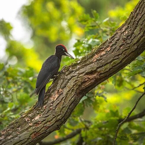 Šplhavci | Štěpán Mikulka | Wildlife fotograf