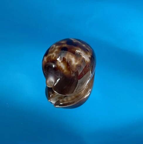 Marine Gastropodes A-F – nabídka mořských plžů k prodeji