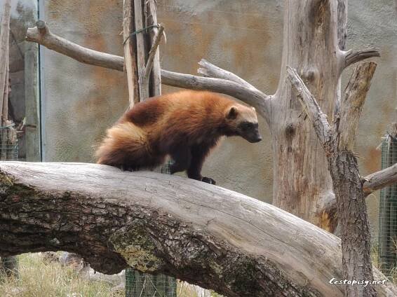 Zoo Ohrada - Hluboká nad Vltavou | Cestopisy