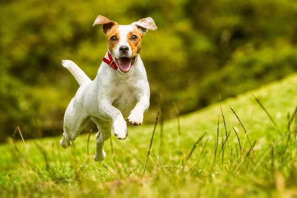 Jack Russell farář teriér pes — Stock obrázek