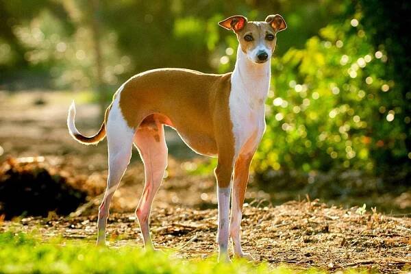 italian greyhound in park