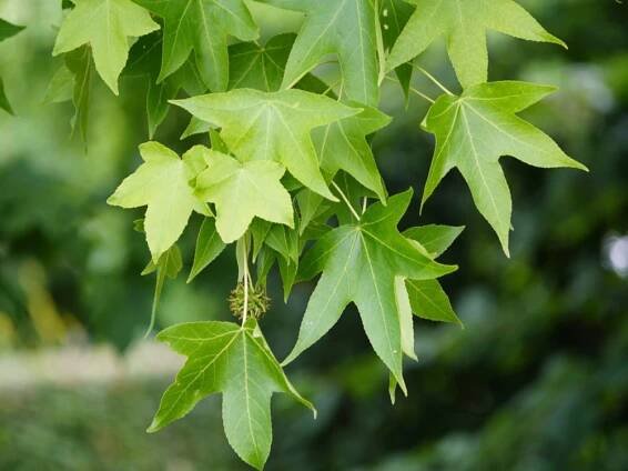 bayou_tree_service_sweetgum_liquidambar_styraciflua