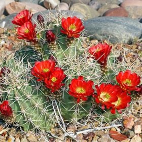Echinocereus triglochidiatus - prodej semen kaktusů
