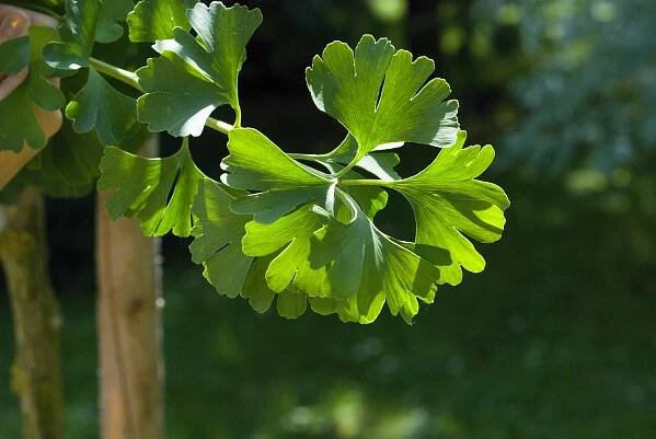 Jinan dvoulaločný Mariken (Ginkgo biloba)