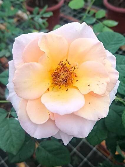 ‘Sweet Lady’ Rose