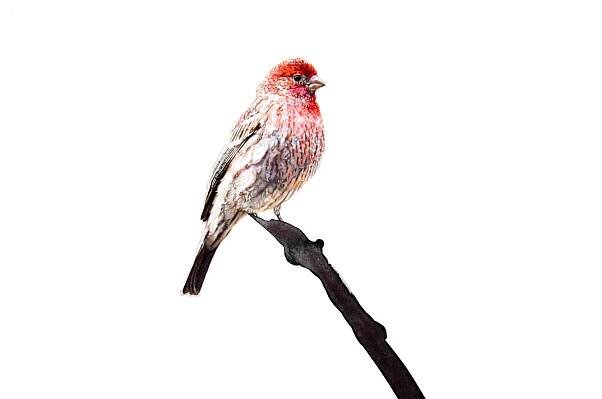    House Finch  , detail 