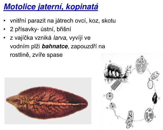 PPT - Kmen: Ploštěnci PowerPoint Presentation, free download - ID:3916837