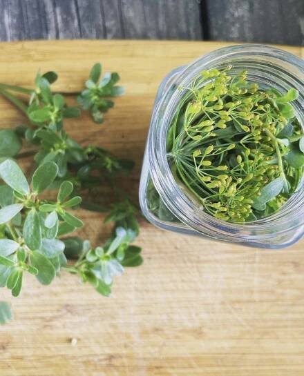 The Healing Power of Purslane — Milk & Honey Herbs