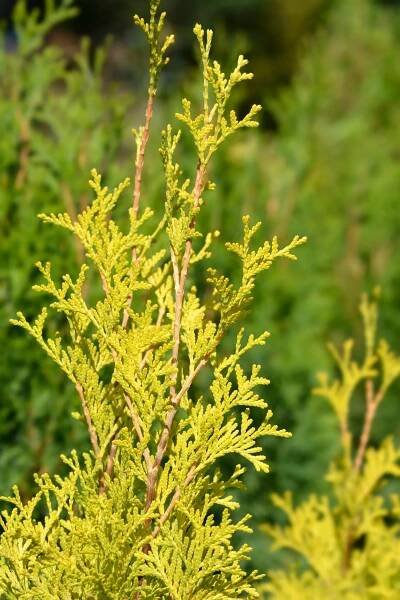 Abrovitae Trees Archives | Plant by Number