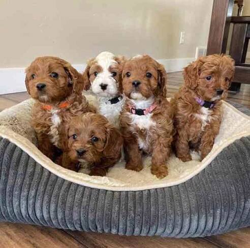 Nádherná Cavapoo štěňata na prodej - foto 1