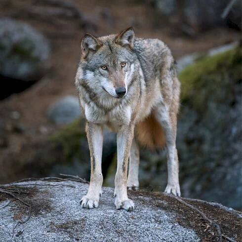 Vlk obecný (Canis lupus) – Martin Prochazkacz/Shutterstock
