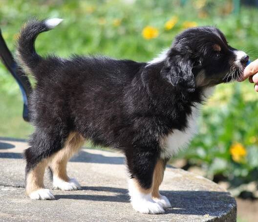 AUSTRALSKÝ OVČÁK - AILLIE MORAVIAN GATE | Štěňátka / Puppies
